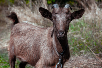 Portrait of domestic goat . Animal looking at camera