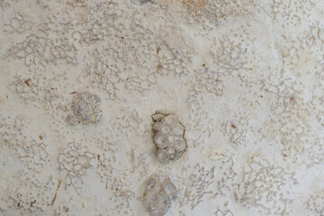 Fossilized corals. Disphyllum and Aulopora. Fragments of the colonies. Selective focus. Close-up, background and texture