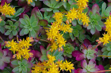 Fondo suculentas en flor amarilla hojas verdes y moradas - 499703491
