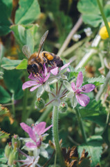 Abeja chupando nectar de flor con las patas llenas de polen, polinización - 499703656