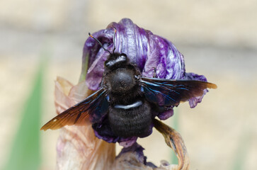 abejorro carpintero sobre flor de iris marchito - 499703658