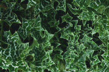 textura de hojas de cardo blancas y verdes - 499703670