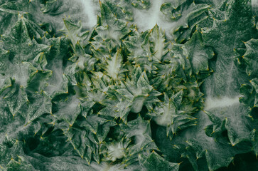 textura de hojas de cardo blancas y verdes - 499703680