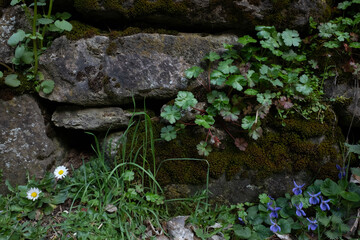 fondo elementos naturales, plantas y piedra en primavera - 499703691