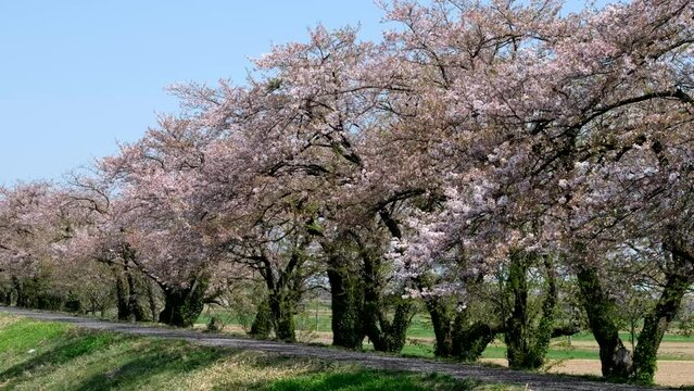 桜吹雪　桜の花が舞うさくら並木道の神流川さくら堤