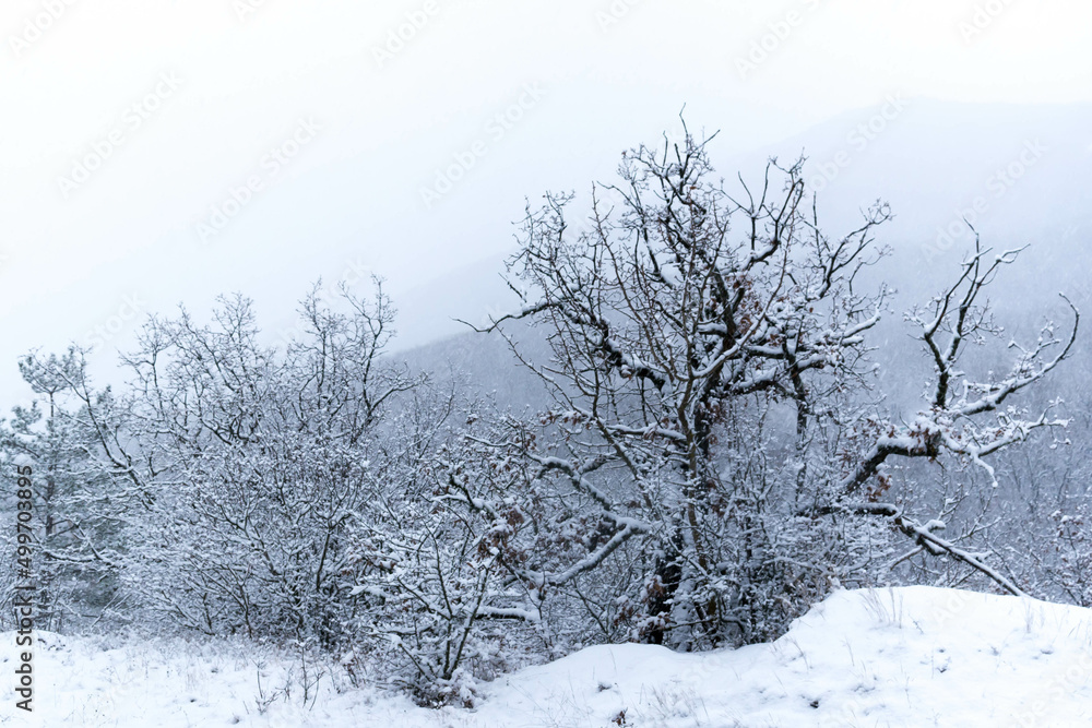 Sticker Forest in the snow