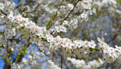 spring flowers