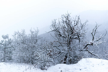 Fototapeta na wymiar Forest in the snow