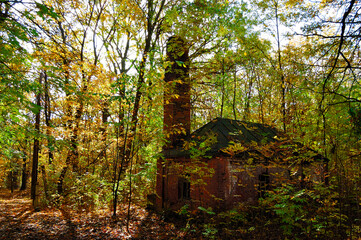 Lush green and old forests in Kharkiv National Park with high biodiversity, Ukraine.