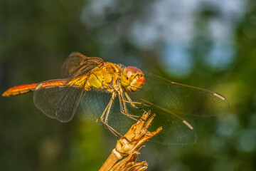 dragonfly 93