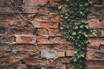 Old red brick wall texture and green leaf hanging down on it at the edge. Copy space background. Art of wall concept