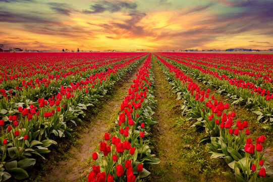 Colorful View of the Skagit Valley Tulip Fields. More tulip, and daffodil bulbs are produced in the valley than in any other county in the U.S and the Tulip Festival is a popular tourist destination.