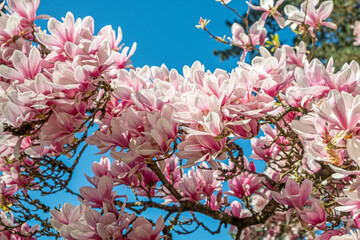 blooming magnolia tree in the park area