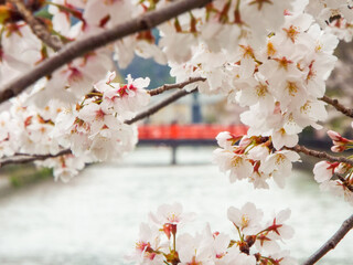 京都の春 満開の桜とボケ感の慶流橋