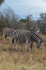 Fototapeta premium Kruger Safari