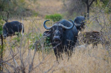 Obraz premium Kruger Safari