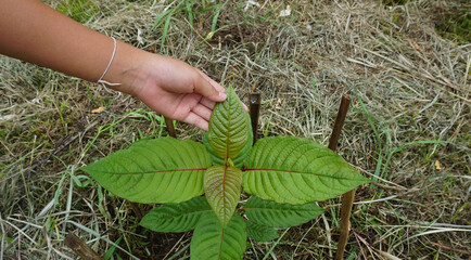 Hand holding Mitragyna speciosa leaves healthy vegetables and herbs that help cure diseases that are planted in the agricultural garden.