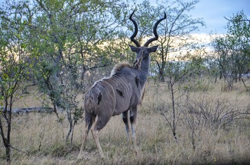 Naklejka premium Kruger Safari