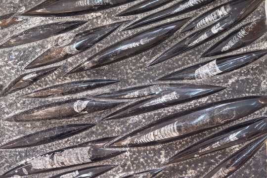 close-up of fossilized cephalopods. Devonian. Background texture, close-up