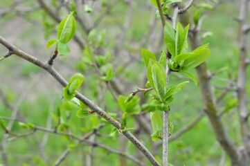 The first spring leaves. Freshness of greens. German medlar. Selective focus. Blurry background. Bokeh.