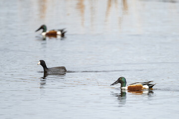 northern Shoveler (Spatula clypeata) and American Coot (Fulica americana)