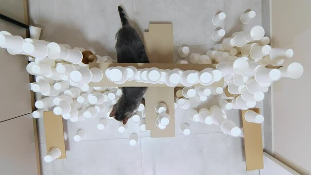 Footage from above. Shooting of nice funny cat climbing through structure made of white paper cups in corridor of apartment. Cat preparing for challenges at cat competition. Skills, pet obstacles.