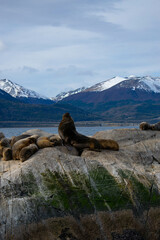 A sea lion on an island in the middle of the lake.