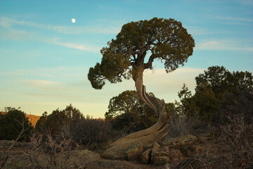 Twisted Tree with Moon Background