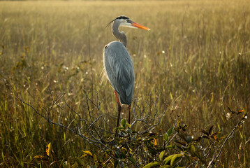 Great Blue Heron in Florida Everglades