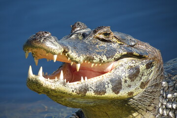 Obraz premium Pantanal Alligator