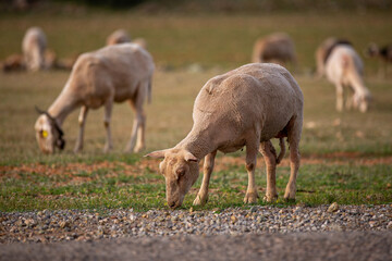 Fototapeta na wymiar Sheep grazing in the field. flock of sheep