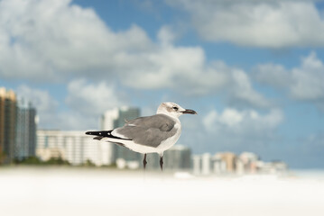 A seagull in a beach with a city in the background
