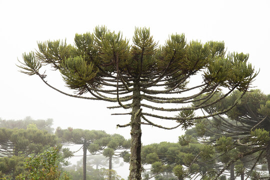Araucaria. Typical tree of the Atlantic Forest, located in Serra da Mantiqueira, Brazil, São Paulo. Tall tree with branches. Photo taken on a cloudy day, fog in the background.