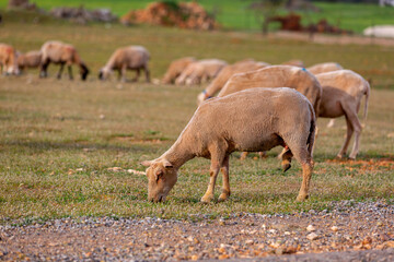 Fototapeta premium Sheep grazing in the field. flock of sheep