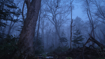 Naklejka premium 朝霧に包まれた野幌森林公園（Nopporo Forest Park surrounded by morning mist）