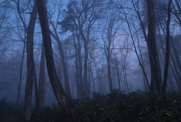 Fototapeta na wymiar 朝霧に包まれた野幌森林公園（Nopporo Forest Park surrounded by morning mist）