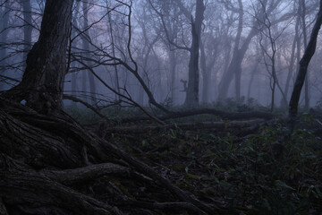 朝霧に包まれた野幌森林公園（Nopporo Forest Park surrounded by morning mist）