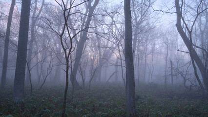 Obraz na płótnie Canvas 朝霧に包まれた野幌森林公園（Nopporo Forest Park surrounded by morning mist）