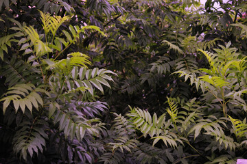 branches with leaves in different shades of green of the tree known as garden ipe.