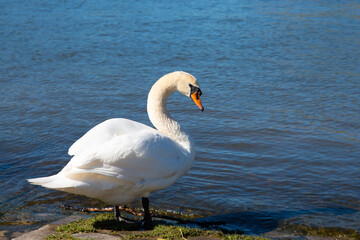 White swan flapping the wings, Moselle river in Germany, water birds, wildlife
