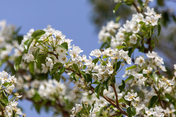 Pear tree flowers blooming in spring