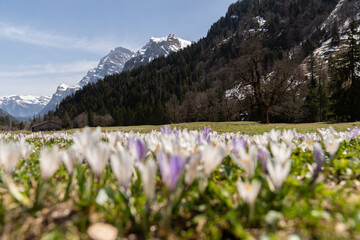 Crocus flowers on a meadow in the swiss alps