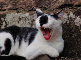 tabby cat yawning lazily on a rustic floor.