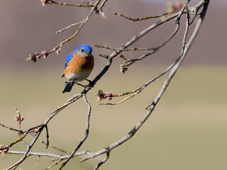 Male Eastern Bluebird Perched on  Tree Branch in Spring