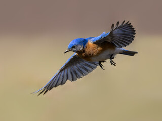 Male Eastern Bluebird in Flight Over Field