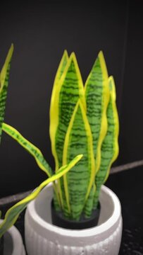 Vertical slow motion video of agave plant