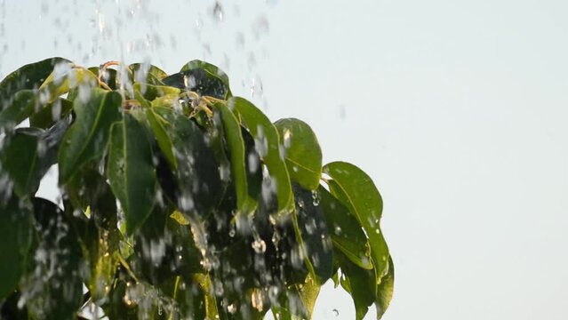 water drops on green leaves. splashing water over the jamblang tree (Syzygium cumini) on a bluish-white background on a sunny morning.