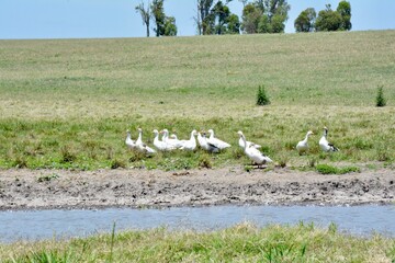 Ducks and goose with orange beaks and paws going in an artificial pond with muddy water on a summer day at a farm yard.