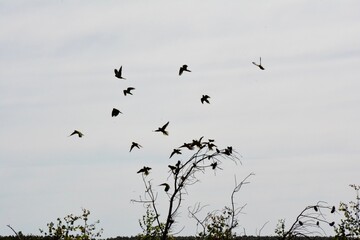 Flying birds silhouette. Flock of black marine birds, doves, seagulls or swallows for decoration, isolated black on white background. Vector freedom concept