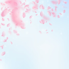 Sakura petals falling down. Romantic pink flowers falling rain. Flying petals on blue sky square background. Love, romance concept. Incredible wedding invitation.